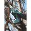 Makita DUP181Z / Aku záhradnícke nožnice / Rezná kapacita 30 mm / 18V / Li ION / bez aku a nabíjačky