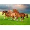 Castorland 54084 Puzzle Kone v jarnom zhone / 500 dielikov / od 9 rokov