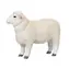 Mojo Baran romney marsh / od 3 rokov