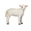 Mojo Jahniatko romney marsh stojace / od 3 rokov
