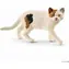 Schleich Farm WORLD 13894 Americká mačka krátkosrstá/ od 3 rokov