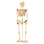 Woodcraft CONSTRUCTION Kit Drevené 3D puzzle Kostra / od 6 rokov / Obtiažnosť: jednoduchá
