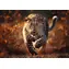 Trefl Puzzle Premium PLUS Photo Odyssey: Divoký leopard / 1000 dielikov / 68,3 x 48 cm / Deti a dospelí