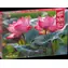 Cherry PAZZI Puzzle Ružové kvety lotusu / 500 dielikov