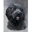 Norimpex Diamantové maľovanie Čierny Cockapoo / 30x40 cm