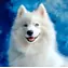 Norimpex Diamantové maľovanie Samojed / 30x40 cm