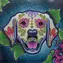 Norimpex Diamantové maľovanie 7D Labrador / 30x30 cm