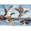 Trefl Puzzle Premium PLUS Let divokých kačíc / 1000 dielikov / 68,3 x 48 cm