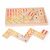 Bigjigs Toys Veľké drevené domino / od 3 rokov