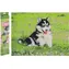 GRAFIX Diamantové maľovanie Husky / 40x50 cm