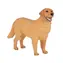 Mojo Zlatý retriever / od 3 rokov
