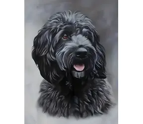 Norimpex Diamantové maľovanie Čierny Cockapoo / 30x40 cm