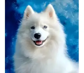Norimpex Diamantové maľovanie Samojed / 30x40 cm