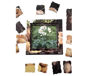 JUST JIGSAWS Puzzle 903 Zemiaka / 19 dielov / Drevené vrstvené / Edukatívne