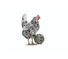 Beeztees Snackball Krmítko pre hydinu šedej 15cm