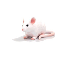 Mojo Animal Planet Myš / od 3 rokov