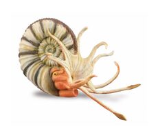 Collecta Pleuroceras amonít / od 3 rokov
