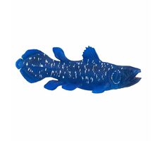 Mojo Animal Planet Coelacanth / od 3 rokov