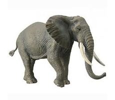 Collecta Slon africký / od 3 rokov