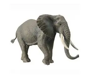 Collecta Slon africký / od 3 rokov