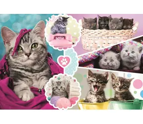 Trefl - Puzzle - Mačiatka