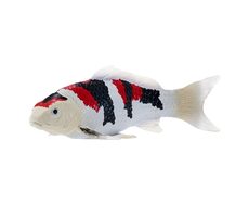 Mojo Kapor koi showa sanshoku / od 3 rokov