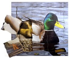 Just Jigsaws 603 Káčer a jeho životný cyklus - drevené vrstvené puzzle / 19 dielov / od 3 rokov