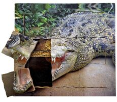 Just Jigsaws 641 Krokodíl a jeho životný cyklus - drevené vrstvené puzzle / 19 dielov / od 3 rokov