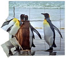 Just Jigsaws 642 Tučniak a jeho životný cyklus - drevené vrstvené puzzle / 19 dielov / od 3 rokov