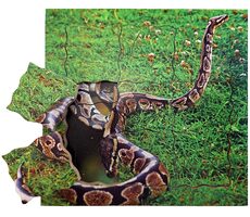 Just Jigsaws 644 Had a jeho životný cyklus - drevené vrstvené puzzle / 19 dielov / od 3 rokov