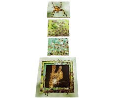 Just Jigsaws 645 Pavúk a jeho životný cyklus - drevené vrstvené puzzle / 19 dielov / od 3 rokov