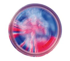 Berkley Cesto Powerbait Natural Glitter Trout Dough Garlic Capitan America 50g