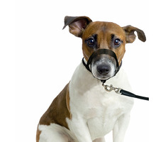 Karlie Ohlávka jednoduchá čierna XS