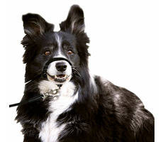 Karlie Ohlávka jednoduchá čierna S