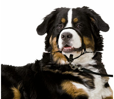 Karlie Náhubok jednoduchý čierny XL