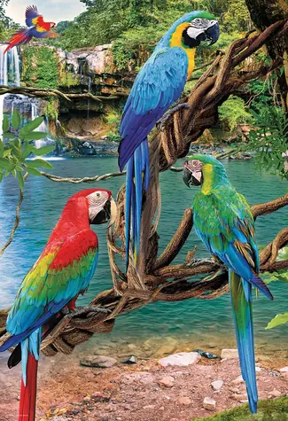 EUROGRAPHICS Puzzle Save Our Planet: Papagáje Ara XL / 250 dielikov / extra veľké dieliky / 33 x 48,3 cm