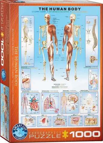 EUROGRAPHICS Puzzle Ľudské telo / 1000 dielikov / 48,9 × 67,6 cm