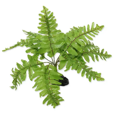 Repti Planet Rastlina papradie Nephrolepis 20cm