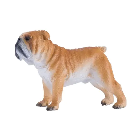 Mojo Anglický buldog / od 3 rokov