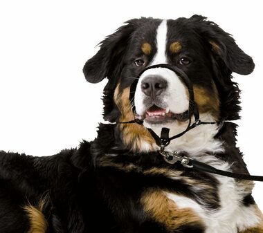 Karlie Náhubok jednoduchý čierny XL