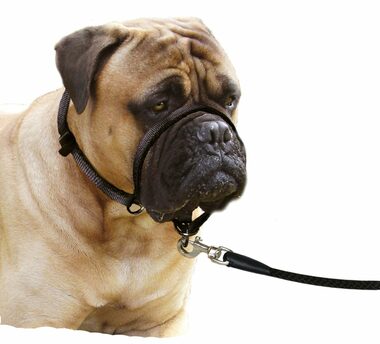 Karlie Ohlávka jednoduchá čierna L