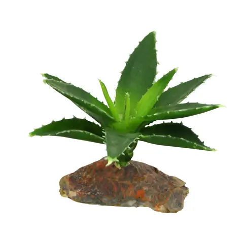 Lucky Reptile-Sukulenty Agave malé cca 10 cm