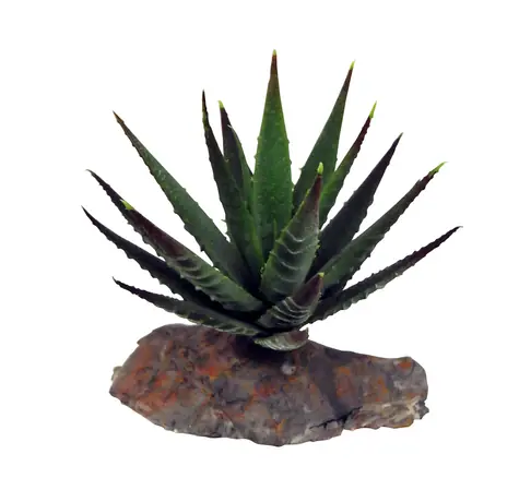 Lucky Reptile-Sukulenty Tiger Aloe cca 8 cm