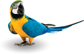 Vtáctvo
