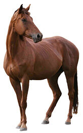 Kone